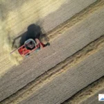 China Re-Enters Canadian Canola Market