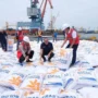 Impor Beras Terbanyak Indonesia, Negara Pemasok dan Alasan Angkanya Bisa Melonjak