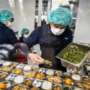 Regulasi MBG, Aturan Baru yang Mengatur Keamanan Makan Bergizi Gratis